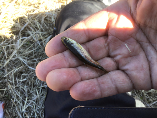 カワムツの釣果