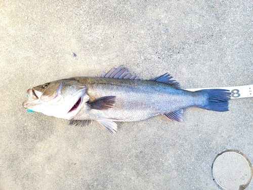 スズキの釣果