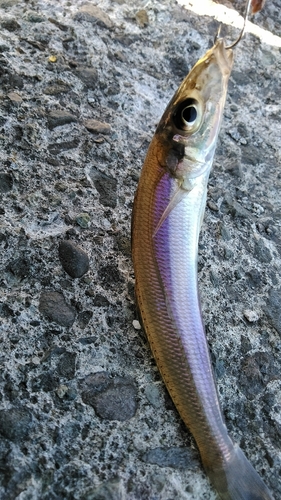 シロギスの釣果