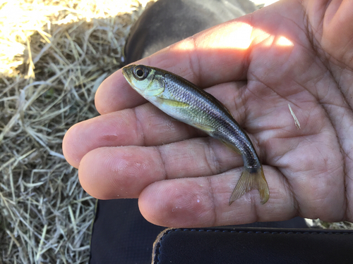 カワムツの釣果