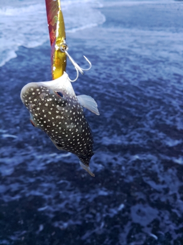 フグの釣果