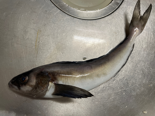 ホッケの釣果