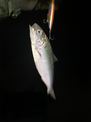 コノシロの釣果