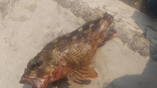 カサゴの釣果