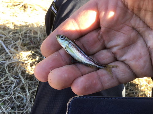 カワムツの釣果