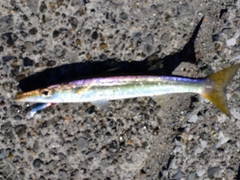 カマスの釣果