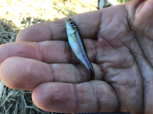 カワムツの釣果