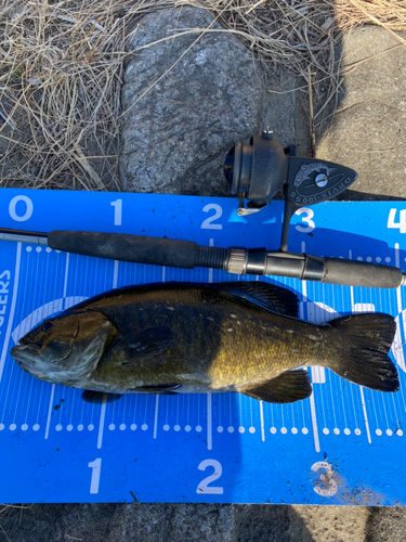 スモールマウスバスの釣果