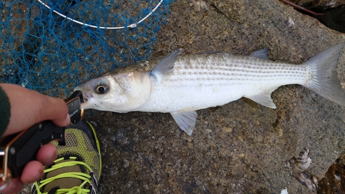 ボラの釣果