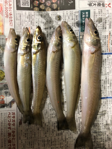 キスの釣果