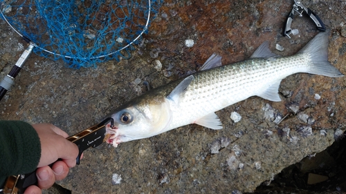 ボラの釣果