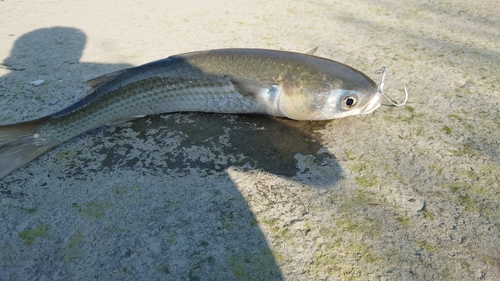 ボラの釣果