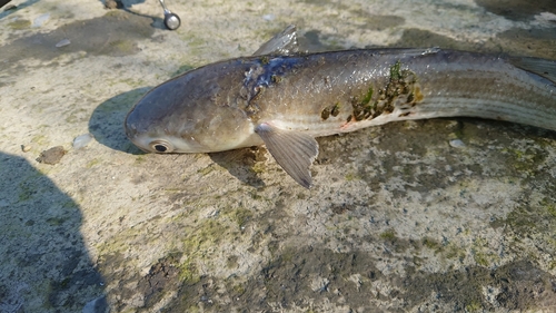 ボラの釣果