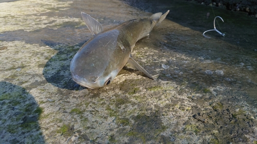 ボラの釣果