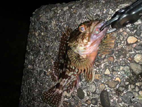 カサゴの釣果