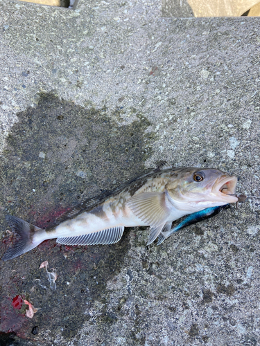 ホッケの釣果