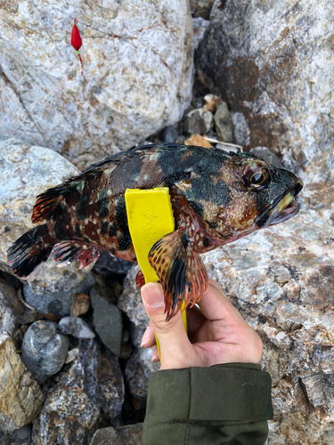 カサゴの釣果