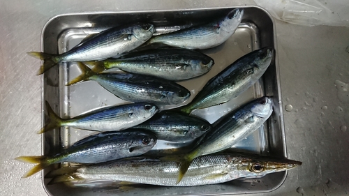 タカベの釣果