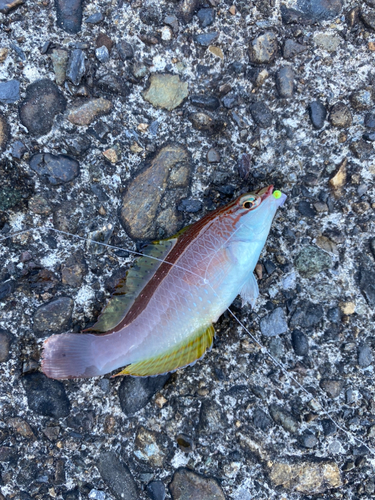 クロホシイシモチの釣果