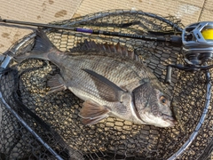 クロダイの釣果