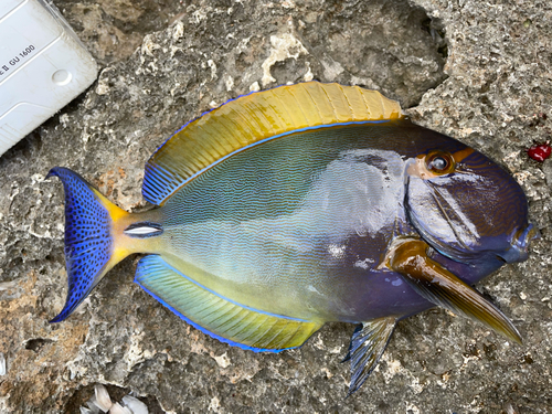 カンランハギの釣果