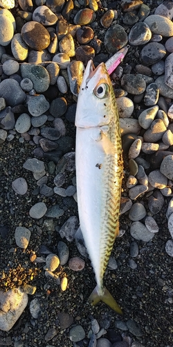 マサバの釣果