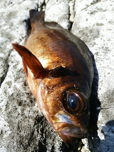 メバルの釣果