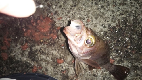 シロメバルの釣果