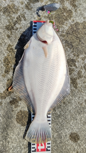 マコガレイの釣果