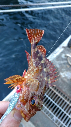 カサゴの釣果