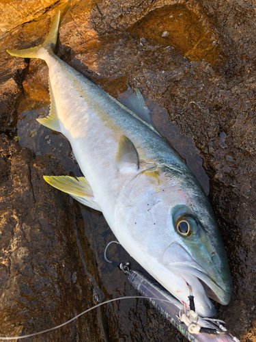 ヒラスの釣果