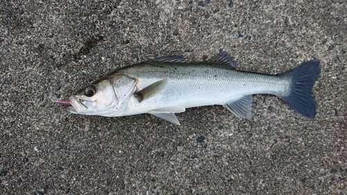 スズキの釣果