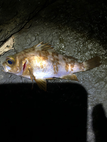 メバルの釣果