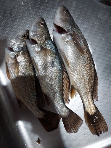 イシモチの釣果