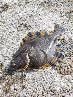 カワガレイの釣果