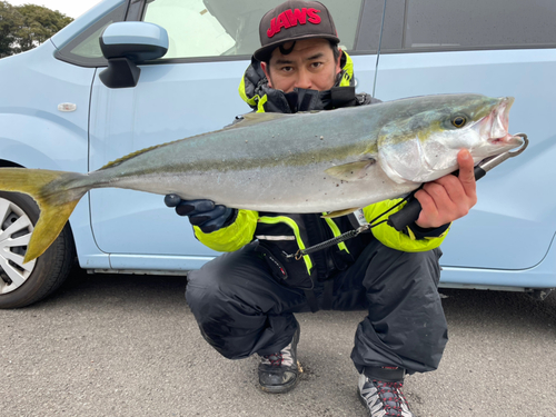 ブリの釣果