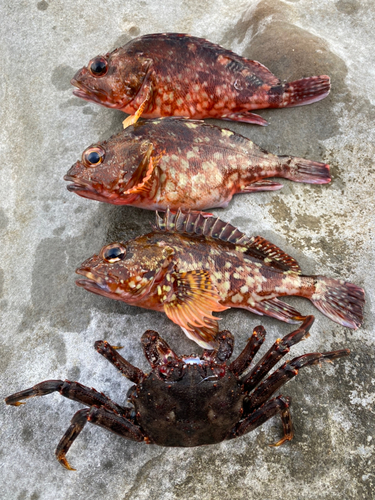 カサゴの釣果