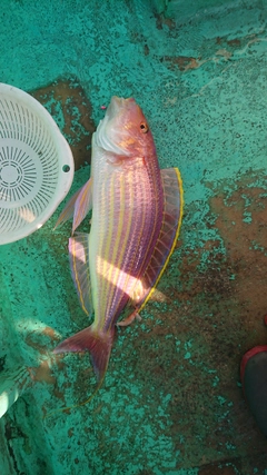 イトヨリダイの釣果