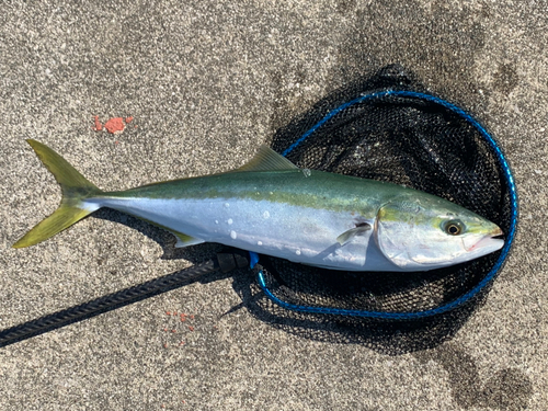 メジロの釣果