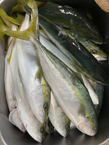 ハマチの釣果