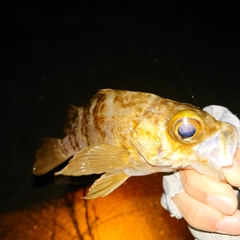 シロメバルの釣果