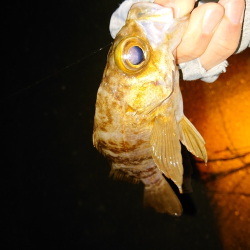 シロメバルの釣果