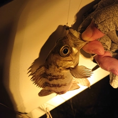 シロメバルの釣果