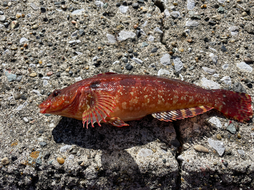 クジメの釣果