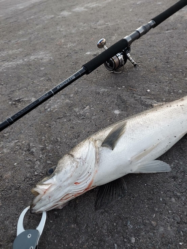 スズキの釣果