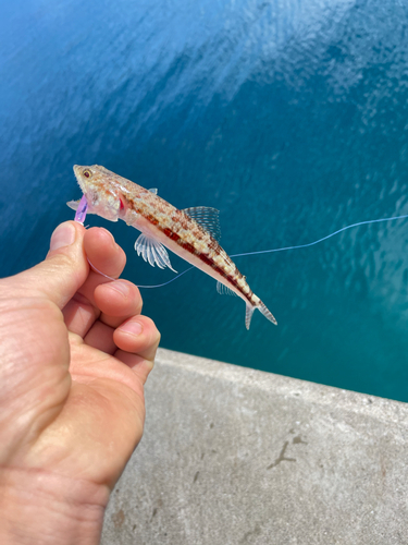 エソの釣果