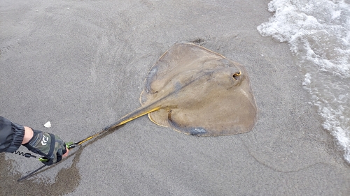 アカエイの釣果