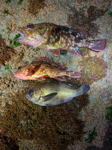 メバルの釣果