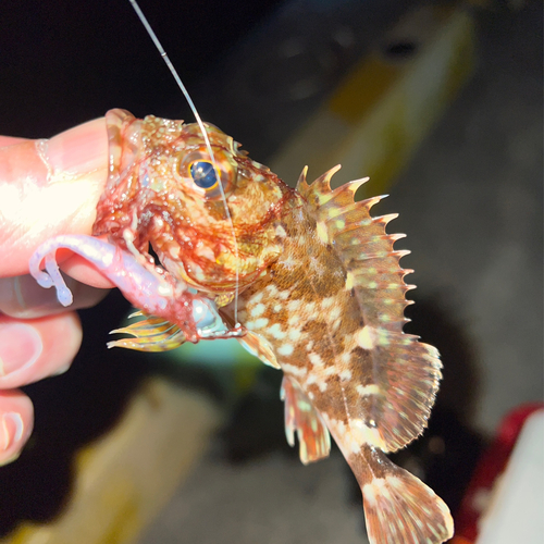 カサゴの釣果