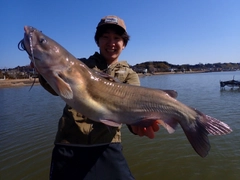 アメリカナマズの釣果